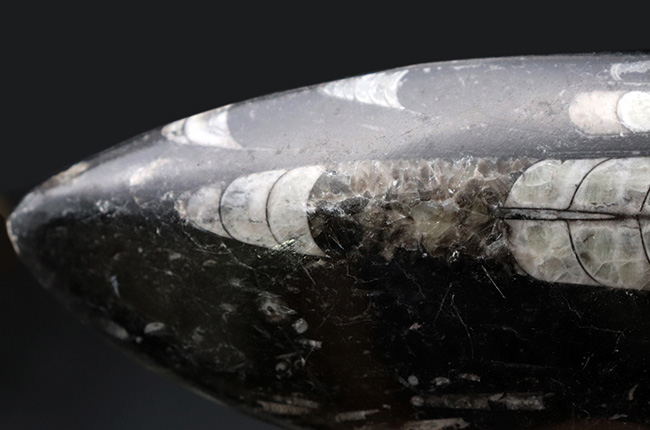 ビッグサイズ!直線計測127ミリの大判標本、多数のオルソセラス(Orthoceras)を内包したマルチプレート化石。アンモナイトの祖先(その5)