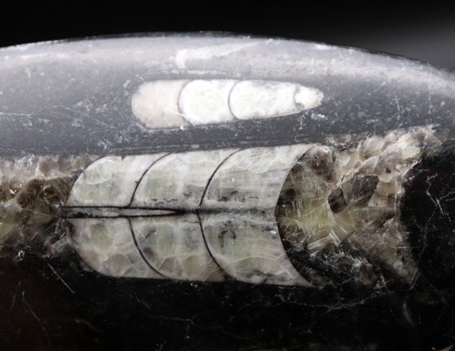 ビッグサイズ!直線計測127ミリの大判標本、多数のオルソセラス(Orthoceras)を内包したマルチプレート化石。アンモナイトの祖先(その6)