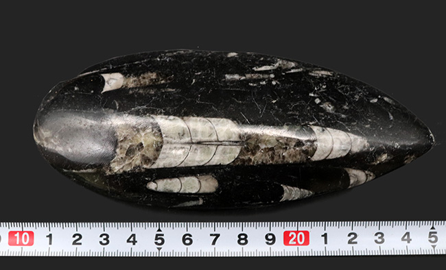 ビッグサイズ!直線計測127ミリの大判標本、多数のオルソセラス(Orthoceras)を内包したマルチプレート化石。アンモナイトの祖先(その8)