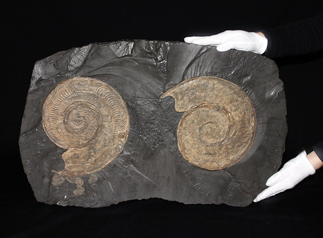 名産地、黒ジュラの名で知られる、ホルツマーデン産！紛れもない博物館級標本！左右６０センチ、重量１０キログラムを超える、ハルポセラス（Harpoceras sp.）の完全体（二体）が保存されたマルチプレート化石（その1）