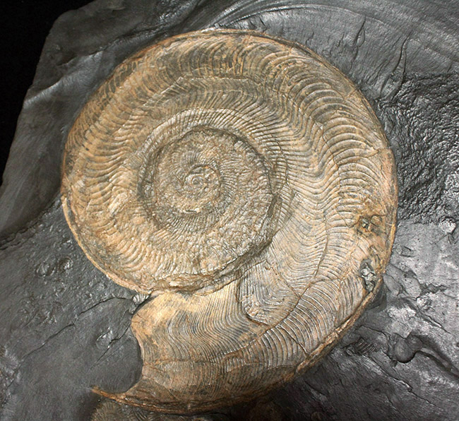 名産地、黒ジュラの名で知られる、ホルツマーデン産！紛れもない博物館級標本！左右６０センチ、重量１０キログラムを超える、ハルポセラス（Harpoceras sp.）の完全体（二体）が保存されたマルチプレート化石（その10）