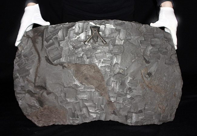 名産地、黒ジュラの名で知られる、ホルツマーデン産！紛れもない博物館級標本！左右６０センチ、重量１０キログラムを超える、ハルポセラス（Harpoceras sp.）の完全体（二体）が保存されたマルチプレート化石（その11）