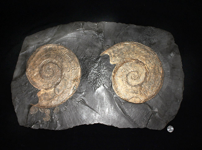 名産地、黒ジュラの名で知られる、ホルツマーデン産！紛れもない博物館級標本！左右６０センチ、重量１０キログラムを超える、ハルポセラス（Harpoceras sp.）の完全体（二体）が保存されたマルチプレート化石（その12）