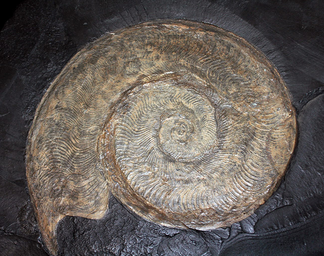 名産地、黒ジュラの名で知られる、ホルツマーデン産！紛れもない博物館級標本！左右６０センチ、重量１０キログラムを超える、ハルポセラス（Harpoceras sp.）の完全体（二体）が保存されたマルチプレート化石（その2）