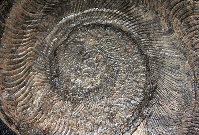 名産地、黒ジュラの名で知られる、ホルツマーデン産！紛れもない博物館級標本！左右６０センチ、重量１０キログラムを超える、ハルポセラス（Harpoceras sp.）の完全体（二体）が保存されたマルチプレート化石（その4）