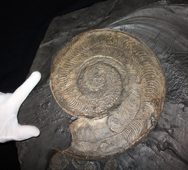 名産地、黒ジュラの名で知られる、ホルツマーデン産！紛れもない博物館級標本！左右６０センチ、重量１０キログラムを超える、ハルポセラス（Harpoceras sp.）の完全体（二体）が保存されたマルチプレート化石（その5）