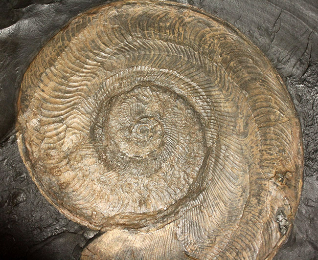 名産地、黒ジュラの名で知られる、ホルツマーデン産！紛れもない博物館級標本！左右６０センチ、重量１０キログラムを超える、ハルポセラス（Harpoceras sp.）の完全体（二体）が保存されたマルチプレート化石（その6）