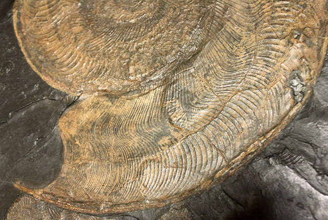 名産地、黒ジュラの名で知られる、ホルツマーデン産！紛れもない博物館級標本！左右６０センチ、重量１０キログラムを超える、ハルポセラス（Harpoceras sp.）の完全体（二体）が保存されたマルチプレート化石（その7）