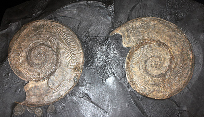 名産地、黒ジュラの名で知られる、ホルツマーデン産！紛れもない博物館級標本！左右６０センチ、重量１０キログラムを超える、ハルポセラス（Harpoceras sp.）の完全体（二体）が保存されたマルチプレート化石（その9）
