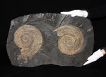 名産地、黒ジュラの名で知られる、ホルツマーデン産！紛れもない博物館級標本！左右６０センチ、重量１０キログラムを超える、ハルポセラス（Harpoceras sp.）の完全体（二体）が保存されたマルチプレート化石