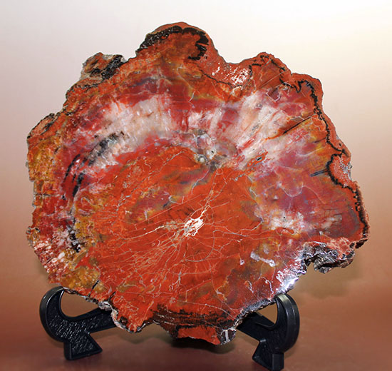 GFM 化石 大型! 美麗レッド系稀少色! アリゾナ珪化木!! Yahoo!オークション - 化石 アリゾナ産珪化木 アリゾナ・ファイアーレ