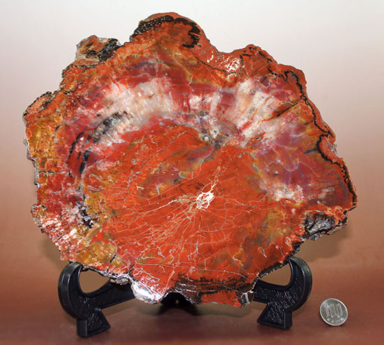 これがアリゾナ産だ！赤い！赤い！赤い！真紅に染まった珪化木 化石 販売