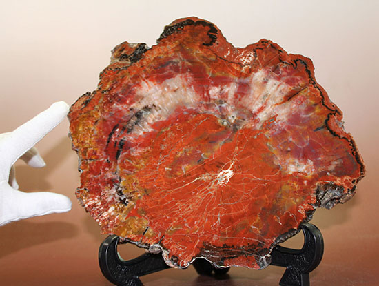 これがアリゾナ産だ！赤い！赤い！赤い！真紅に染まった珪化木 化石 販売