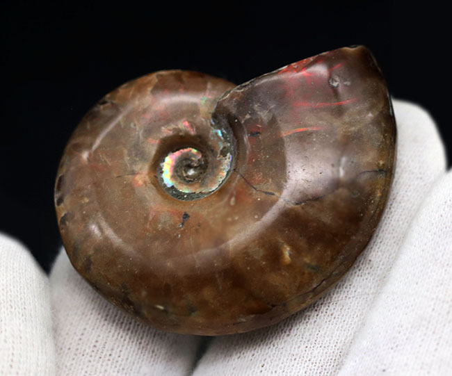 【化石の日限定価格】マダガスカル産　アンモナイト化石（クレオニセラス）特大サイズ 化石の日限定価格】マダガスカル産 アンモナイト化石（クレオニセラス