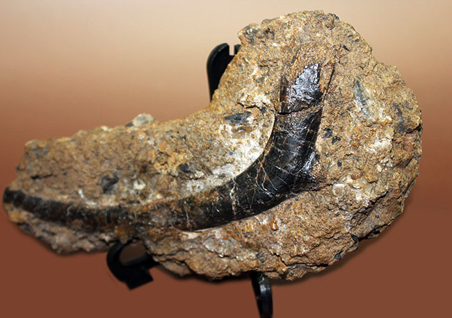 独特の黒光り、モリソン動物群の一角をなすカンプトサウルス（Camptosaurus sp.）の肋骨化石。母岩付き。（その10）