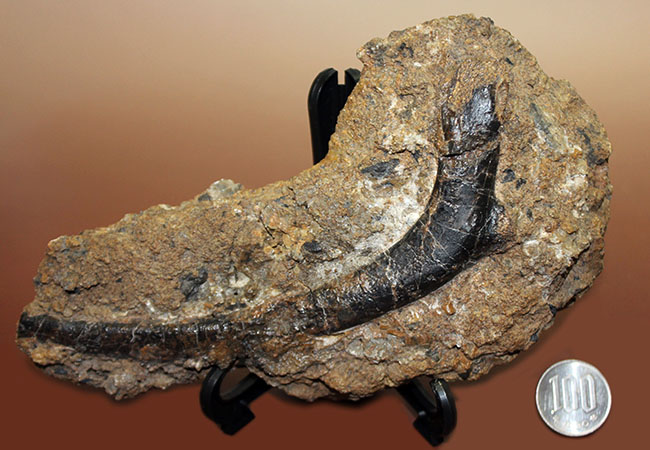 独特の黒光り、モリソン動物群の一角をなすカンプトサウルス（Camptosaurus sp.）の肋骨化石。母岩付き。（その12）