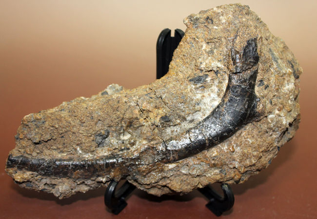 独特の黒光り、モリソン動物群の一角をなすカンプトサウルス（Camptosaurus sp.）の肋骨化石。母岩付き。（その2）