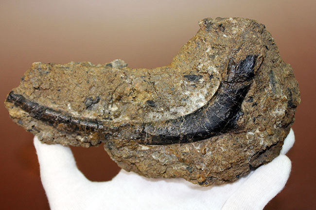独特の黒光り、モリソン動物群の一角をなすカンプトサウルス（Camptosaurus sp.）の肋骨化石。母岩付き。（その3）
