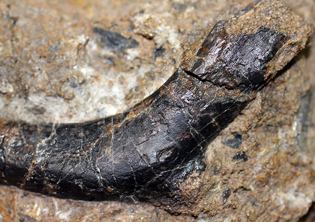 独特の黒光り、モリソン動物群の一角をなすカンプトサウルス（Camptosaurus sp.）の肋骨化石。母岩付き。（その4）