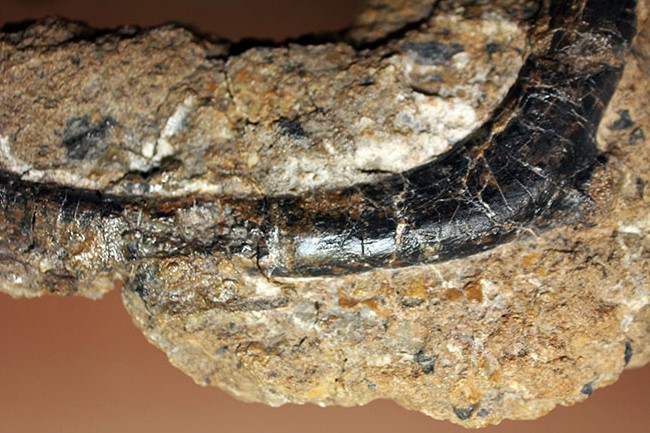 独特の黒光り、モリソン動物群の一角をなすカンプトサウルス（Camptosaurus sp.）の肋骨化石。母岩付き。（その6）