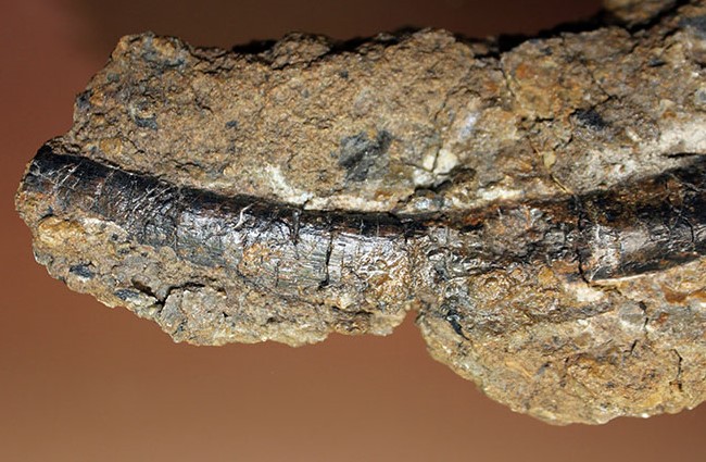 独特の黒光り、モリソン動物群の一角をなすカンプトサウルス（Camptosaurus sp.）の肋骨化石。母岩付き。（その7）