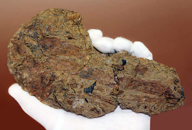 独特の黒光り、モリソン動物群の一角をなすカンプトサウルス（Camptosaurus sp.）の肋骨化石。母岩付き。（その8）
