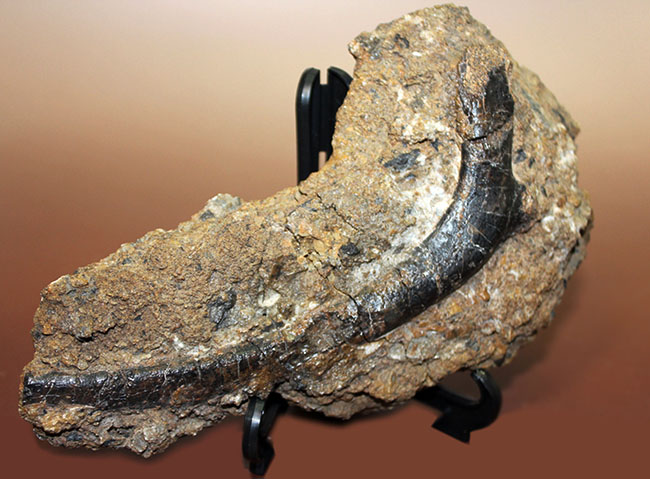 独特の黒光り、モリソン動物群の一角をなすカンプトサウルス（Camptosaurus sp.）の肋骨化石。母岩付き。（その9）