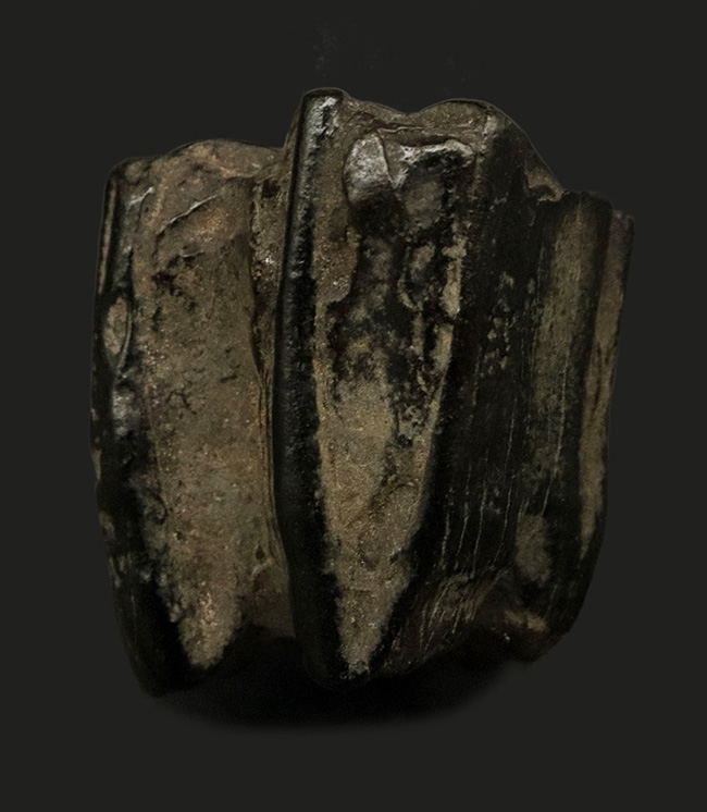 立派&保存状態良好!米国アリゾナの草原を走っていたであろう、約2000万年前の古代の馬の臼歯の化石(その1)