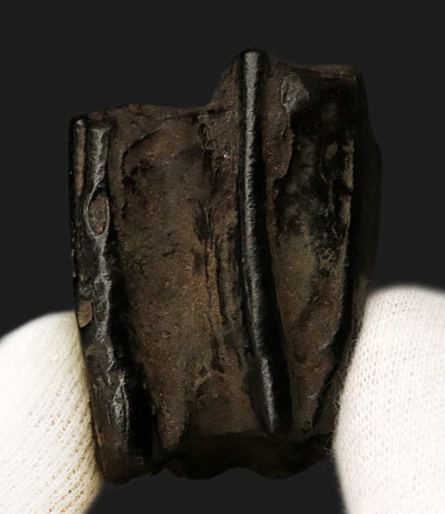 立派&保存状態良好!米国アリゾナの草原を走っていたであろう、約2000万年前の古代の馬の臼歯の化石(その2)