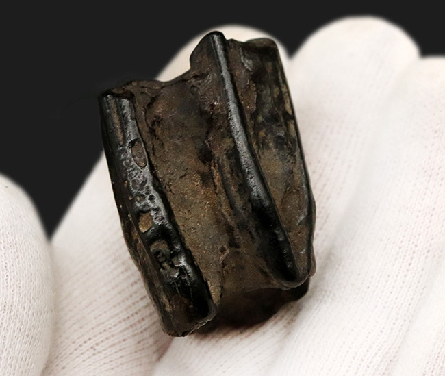 立派&保存状態良好!米国アリゾナの草原を走っていたであろう、約2000万年前の古代の馬の臼歯の化石(その4)