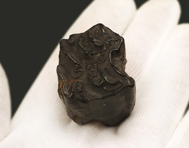 立派&保存状態良好!米国アリゾナの草原を走っていたであろう、約2000万年前の古代の馬の臼歯の化石(その5)
