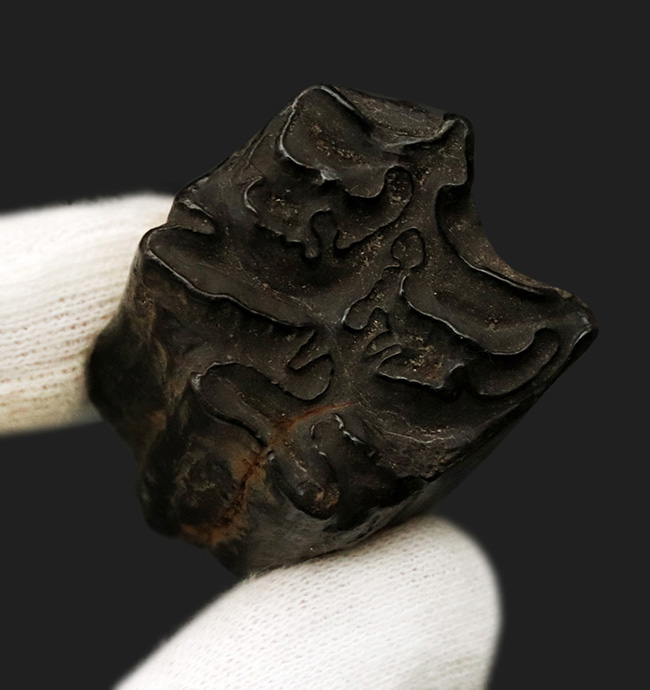 立派&保存状態良好!米国アリゾナの草原を走っていたであろう、約2000万年前の古代の馬の臼歯の化石(その6)