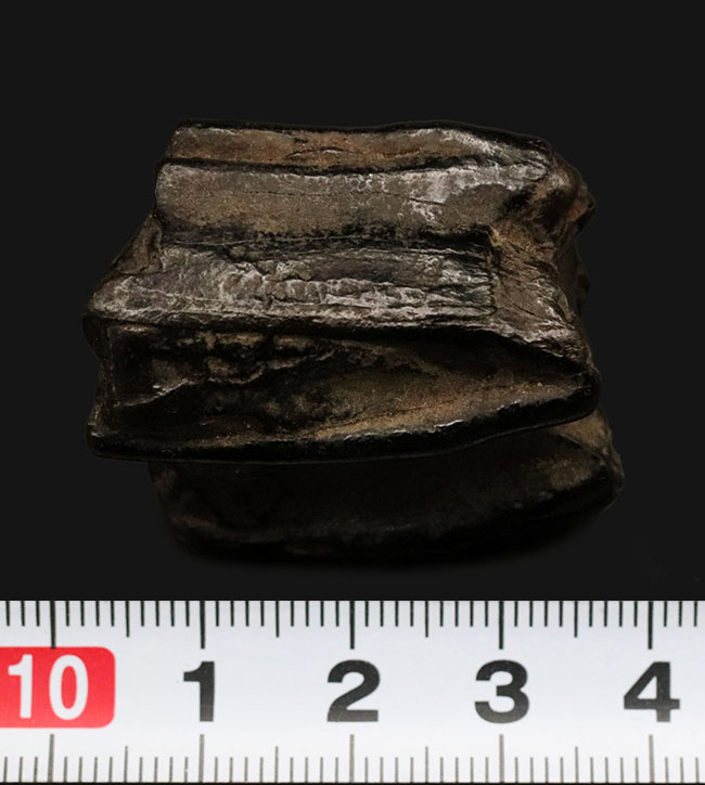 立派&保存状態良好!米国アリゾナの草原を走っていたであろう、約2000万年前の古代の馬の臼歯の化石(その7)