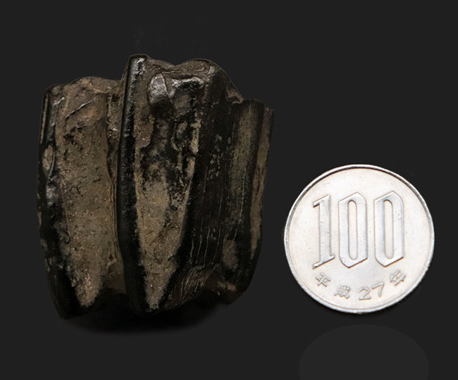 立派&保存状態良好!米国アリゾナの草原を走っていたであろう、約2000万年前の古代の馬の臼歯の化石(その8)