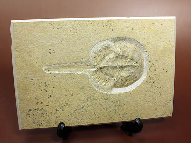 カブトガニの化石 大型で超稀少 モロッコ産 本物保証 カブトガニの化石 大型で超稀少 モロッコ産 本物保証 カブトガニの化石