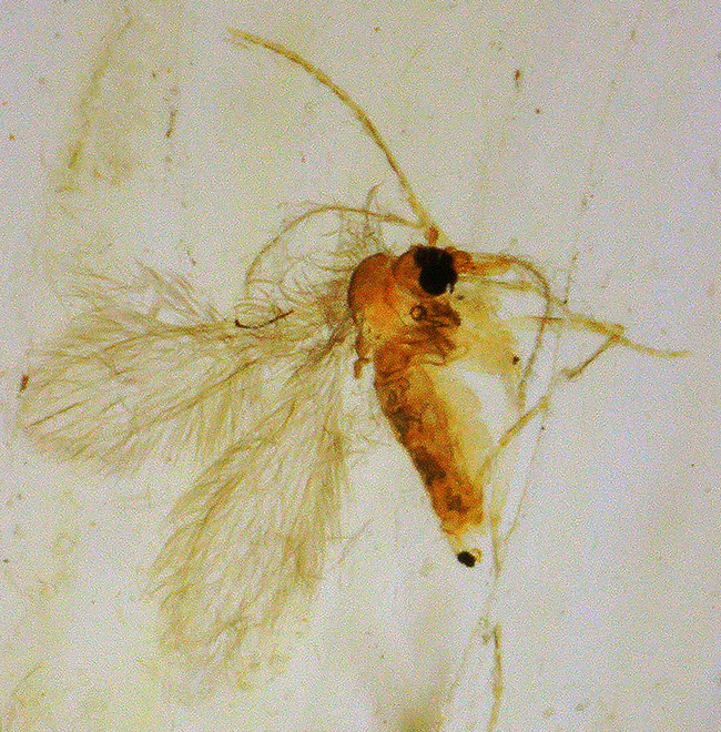 ２センチ超の虫が１匹、１センチ超の虫が１匹、その他総勢５０匹以上の虫を内包したコーパル（Copal）（その11）