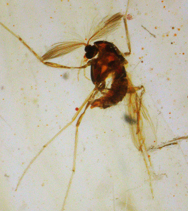 2センチ超の虫が1匹、1センチ超の虫が1匹、その他総勢50匹