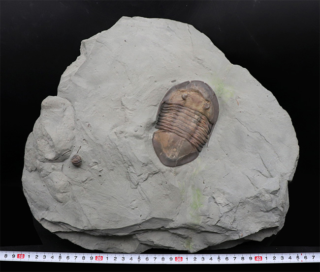 ベリーレア！めったに入手できません！米国オハイオ州の公式の化石