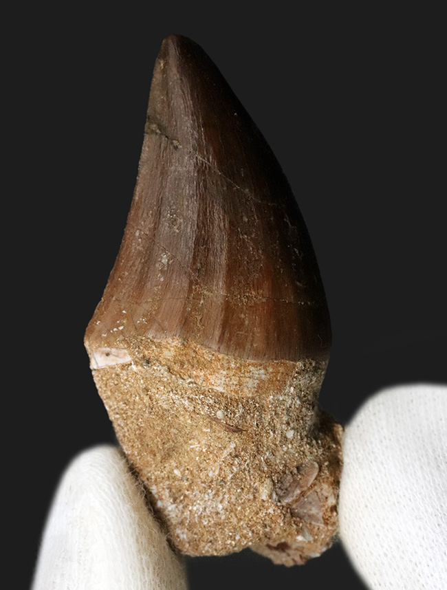 顎骨の一部が含まれる、極めて厚いモササウルス(Mosasaurus)の歯化石(その1)