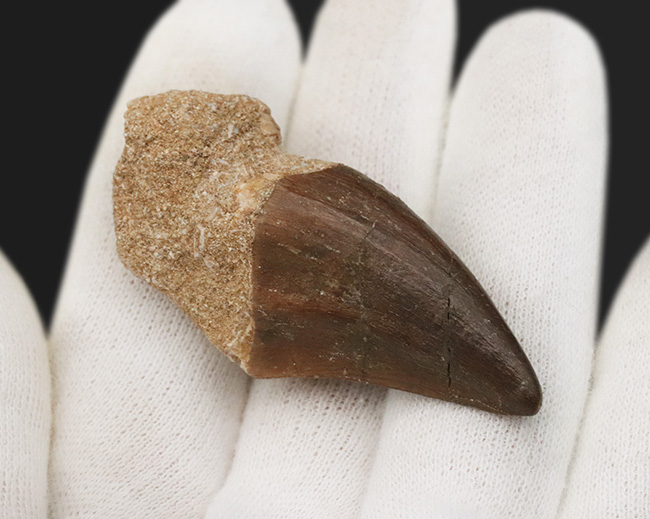 顎骨の一部が含まれる、極めて厚いモササウルス(Mosasaurus)の歯化石(その3)