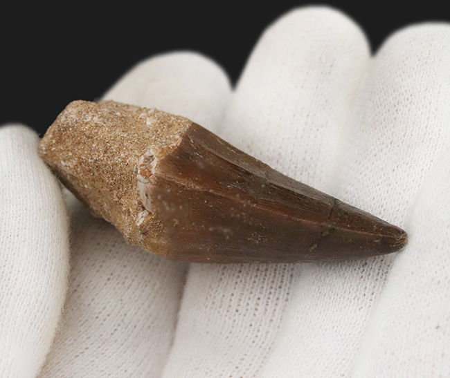 顎骨の一部が含まれる、極めて厚いモササウルス(Mosasaurus)の歯化石(その4)