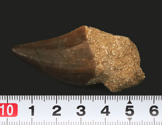 顎骨の一部が含まれる、極めて厚いモササウルス（Mosasaurus）の歯化石（その6）