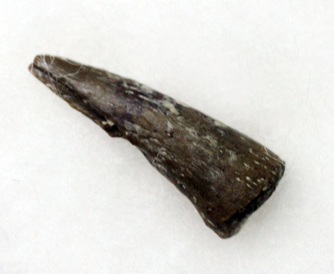 小さな標本に大きなロマン！古生代ペルム紀の両生類の爪の化石、専用ケース付き。（その1）