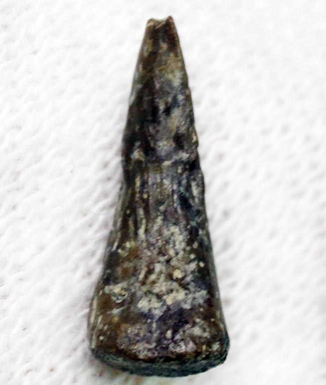 小さな標本に大きなロマン！古生代ペルム紀の両生類の爪の化石、専用ケース付き。（その2）