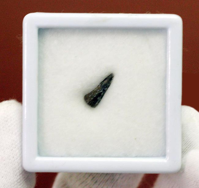 小さな標本に大きなロマン！古生代ペルム紀の両生類の爪の化石、専用ケース付き。（その3）