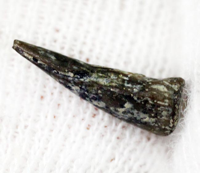 小さな標本に大きなロマン！古生代ペルム紀の両生類の爪の化石、専用ケース付き。（その4）