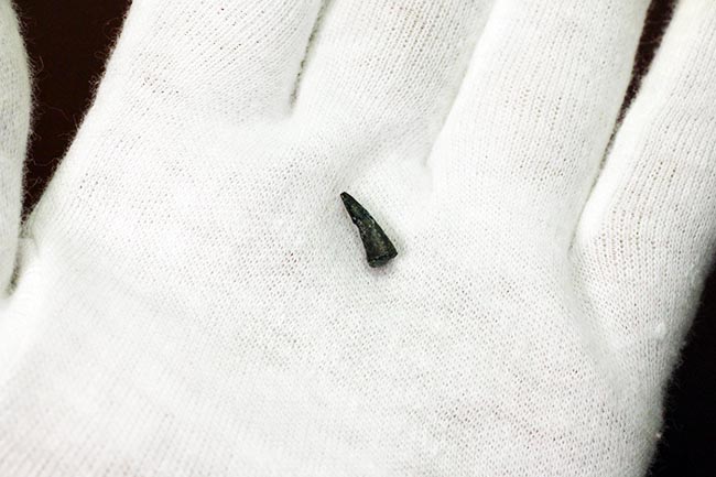 小さな標本に大きなロマン！古生代ペルム紀の両生類の爪の化石、専用ケース付き。（その6）