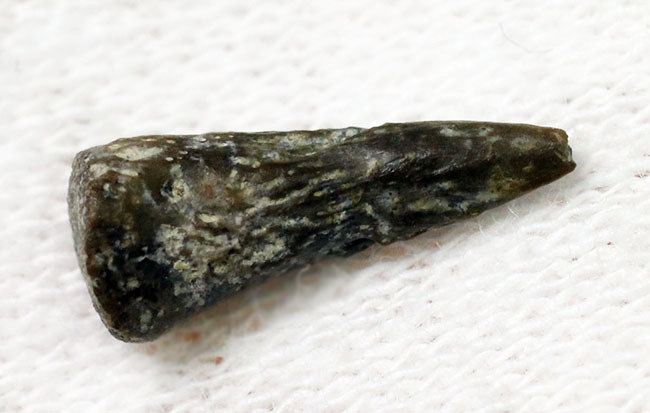 小さな標本に大きなロマン！古生代ペルム紀の両生類の爪の化石、専用ケース付き。（その7）