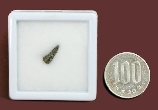 小さな標本に大きなロマン！古生代ペルム紀の両生類の爪の化石、専用ケース付き。（その8）