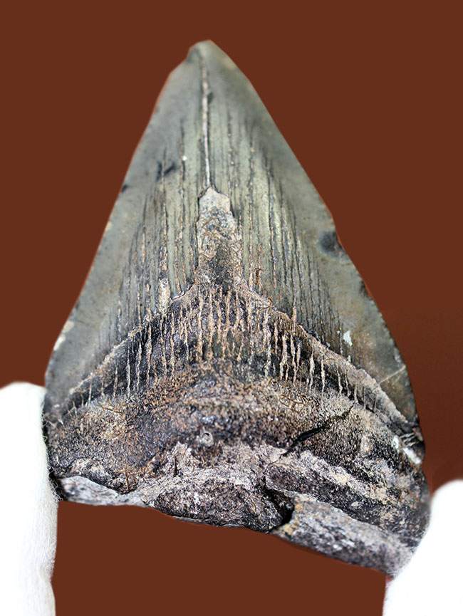 サービスプライス！史上最大の肉食ザメ、メガロドンの歯化石。エナメル質、セレーションが保存されています。（その2）